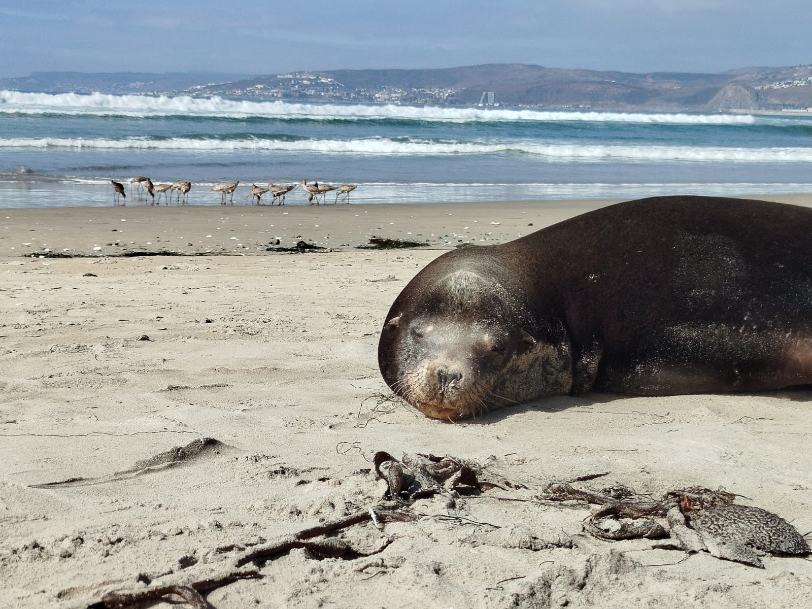 Encuentran lobo marino en la orilla de Playa Pacífica. Advierten mantener distancia