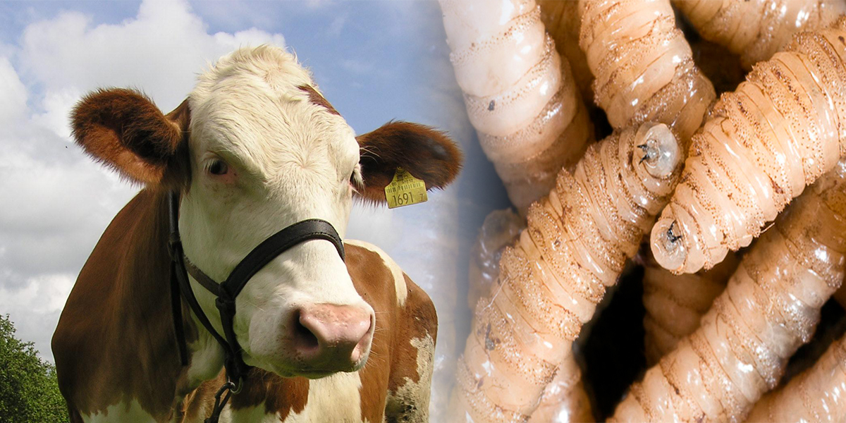 Del ganado al humano: Confirman el primer caso humano de miasis por gusano barrenador