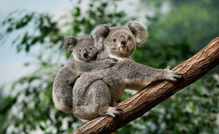 Australia bajo fuego: 750 koalas sacrificados desde helicópteros desatan polémica global